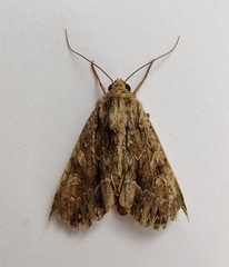 Apamea monoglypha