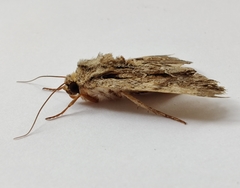 Apamea monoglypha