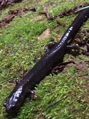 Plethodon elongatus
