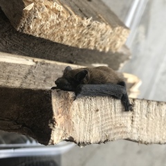 Pipistrellus nathusii