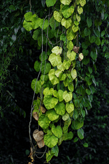 Chasmanthera welwitschii