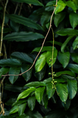 Chasmanthera welwitschii