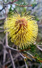 Banksia pulchella