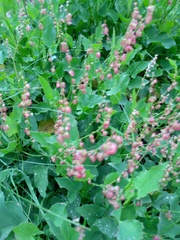 Rumex scutatus