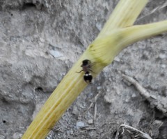 Ronisia barbarula