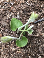 Aristolochia tomentosa