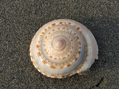 Architectonica nobilis