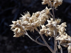 Pseudognaphalium thermale