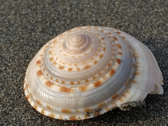 Architectonica nobilis