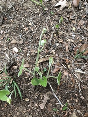Aristolochia tomentosa
