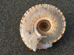 Architectonica nobilis
