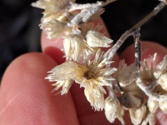 Pseudognaphalium thermale