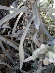 Pseudognaphalium thermale