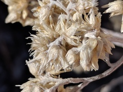 Pseudognaphalium thermale