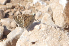 Muschampia proteides