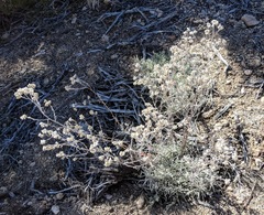 Pseudognaphalium thermale