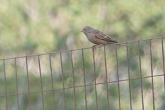 Emberiza caesia