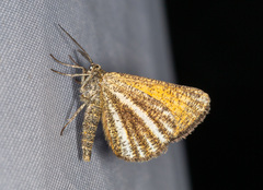 Isturgia limbaria
