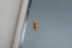 Miltochrista terminospota