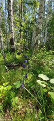 Delphinium crassifolium