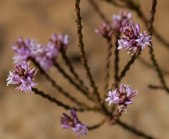 Andersonia parvifolia