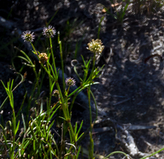 Opercularia vaginata