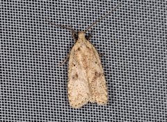 Agonopterix assimilella
