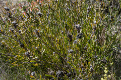 Isopogon polycephalus