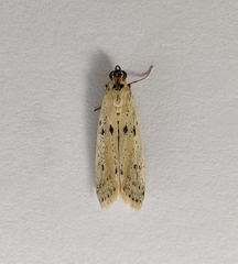 Phycitodes lacteella