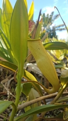 Nepenthes madagascariensis image