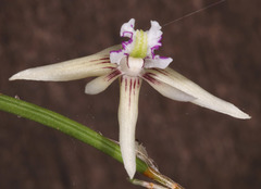 Dendrobium schoeninum