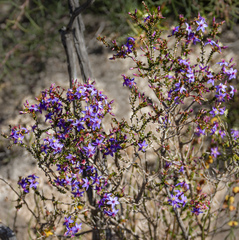 Calytrix leschenaultii