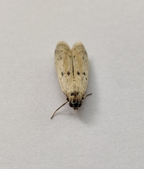 Phycitodes lacteella