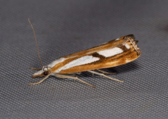 Catoptria permutatellus