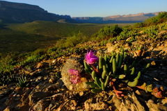 Cephalophyllum pulchrum