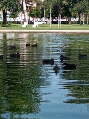 Anas platyrhynchos domesticus