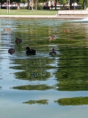 Anas platyrhynchos domesticus