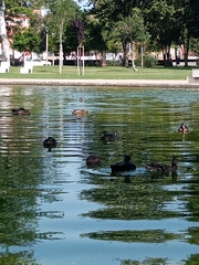 Anas platyrhynchos domesticus