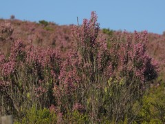 Erica irregularis