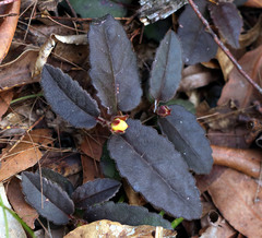Hibbertia dentata