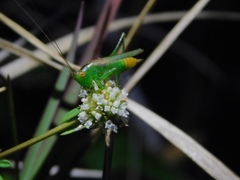 Conocephalus cinereus