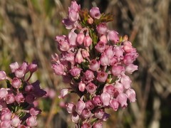 Erica irregularis