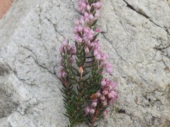 Erica irregularis