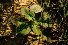 Pelargonium punctatum