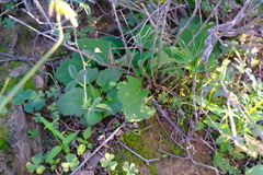 Pelargonium punctatum