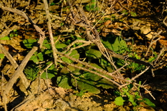 Pelargonium punctatum