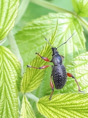 Otiorhynchus coecus