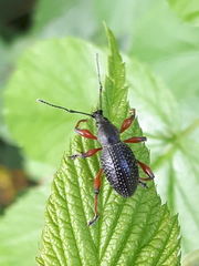 Otiorhynchus coecus