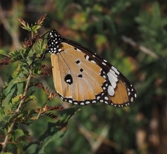 Danaus chrysippus