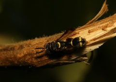 Leucospis pediculata